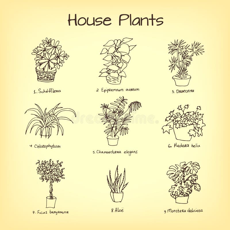House plants drawing stock vector. Illustration of aloe - 80612855
