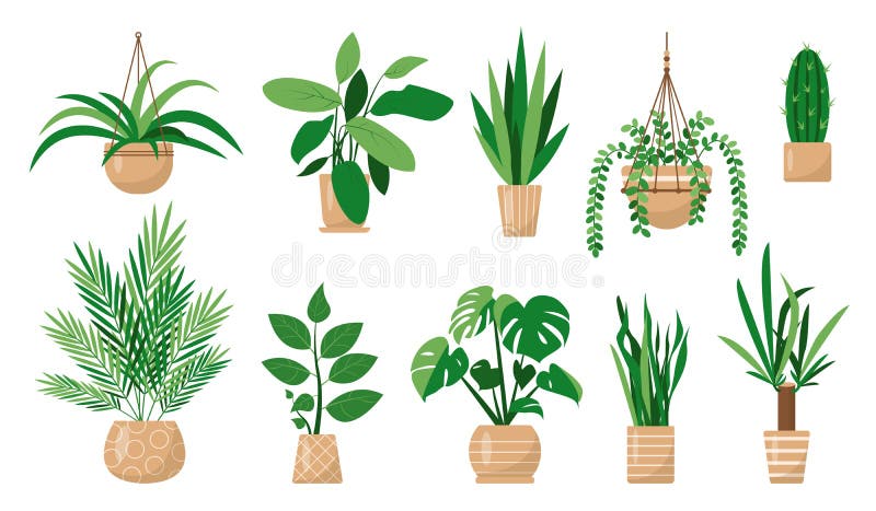 House Plants or Flowers with Names Isolated Stock Vector - Illustration ...