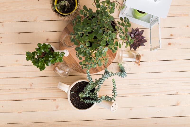 House plants in pots stock image. Image of house, flower 71380335