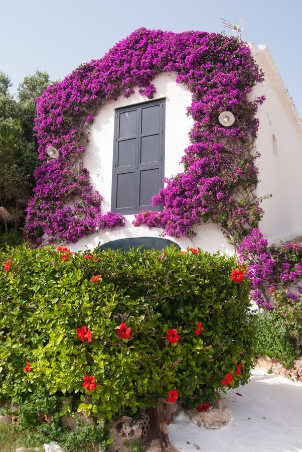 Blanco casa cubierto vistoso plantas trepadoras.