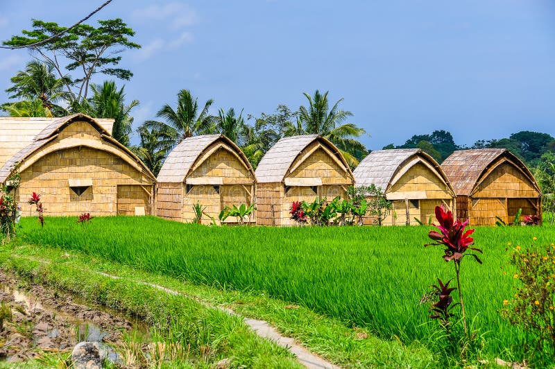House in rice field in Ubud, Bali stock image House in rice field in Ubud, Bali stock image