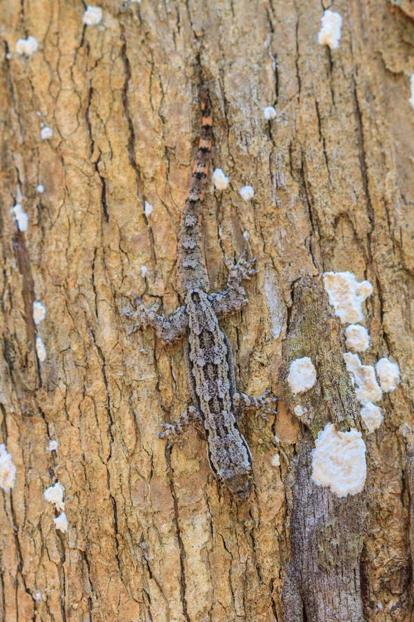 House Small Lizard on the Tree Stock Image Image of reptile, crawl