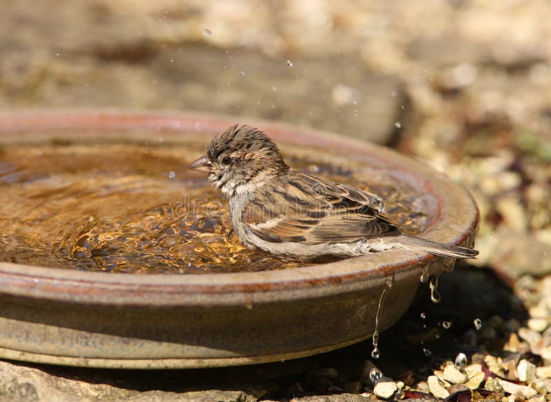 House Sparrow