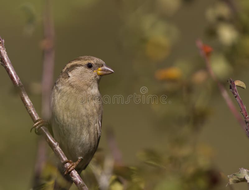 House Sparrow