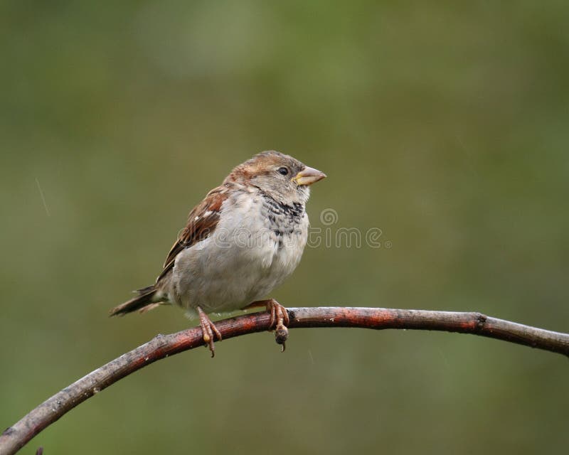 House sparrow