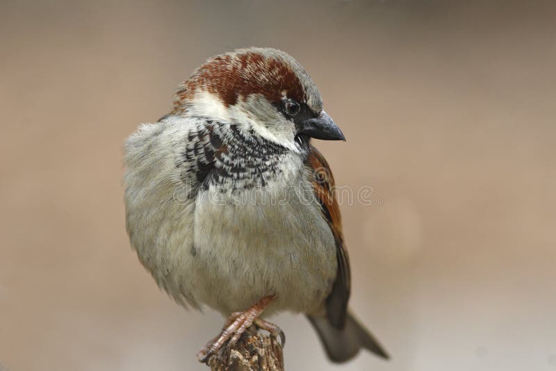 House sparrow