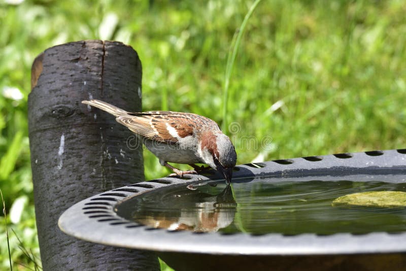 House sparrow