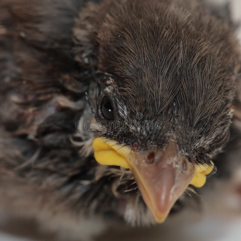 House Sparrow Chick stock photo. Image of fledgling, plumage 14328942