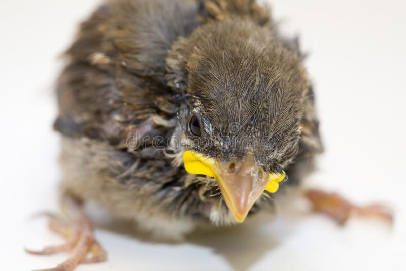 House Sparrow Chick stock photo. Image of fledgling, plumage 14328942
