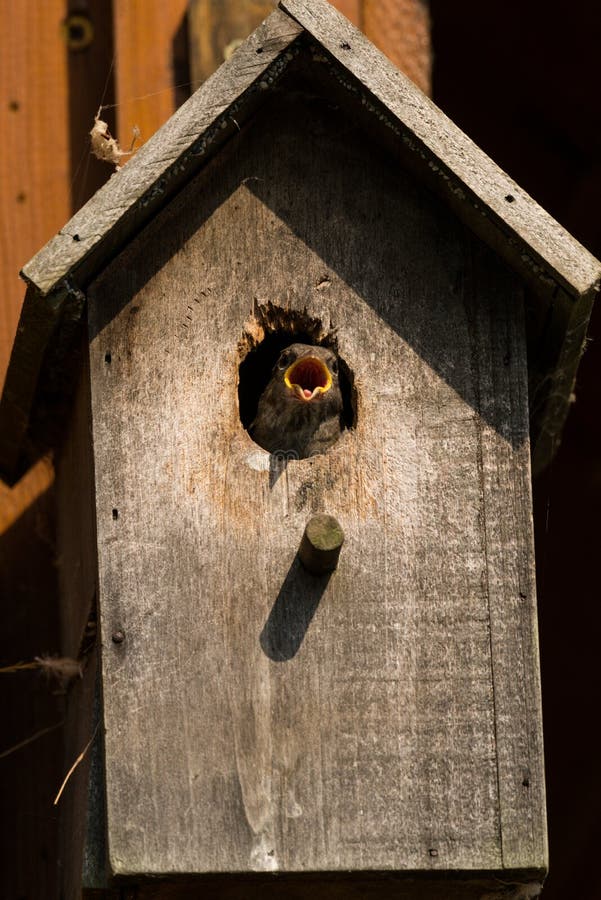 House Sparrow Feeding Chick Stock Photo Image of bird, food 87282088