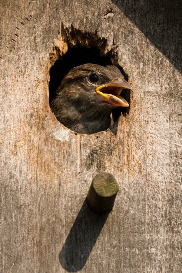House Sparrow Feeding Chick Stock Image Image of birds, feeding 87282307
