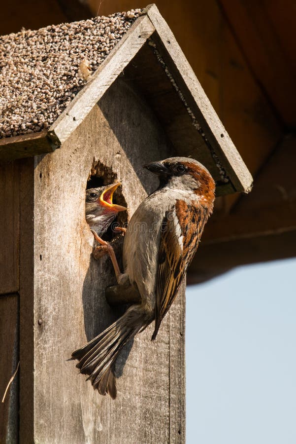 House Sparrow Feeding Chick Stock Image Image of springtime, spring