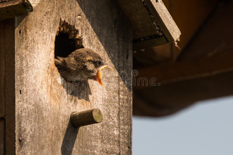 House Sparrow Feeding Chick Stock Photo Image of chick, biddy 87282928