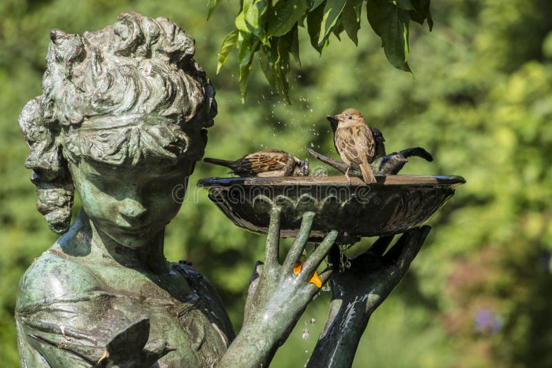 House Sparrow (Passer domesticus) i