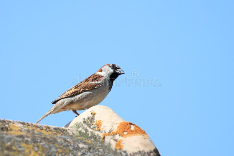 House sparrow on roof royalty free stock images House sparrow on roof royalty free stock images