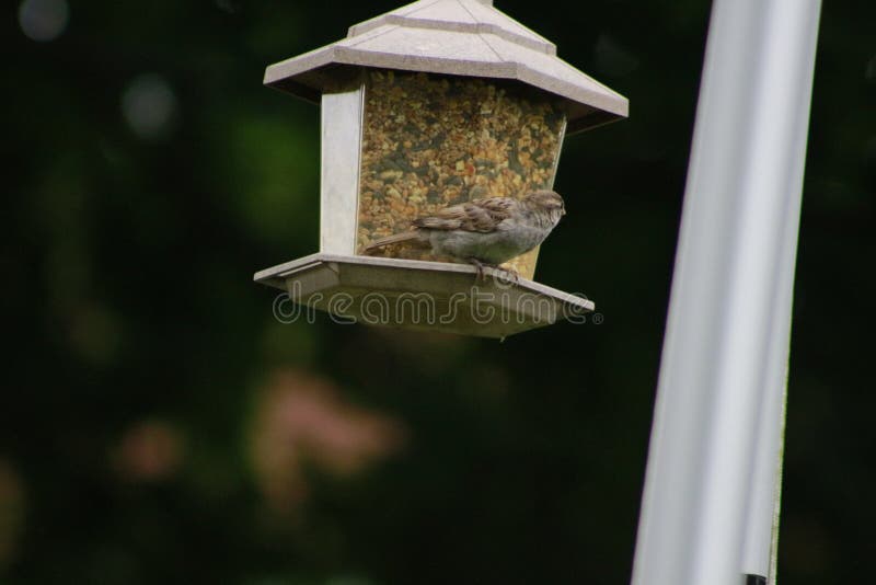 House Sparrow with Suet Pellet in Bill on Bird Feeder Stock Image
