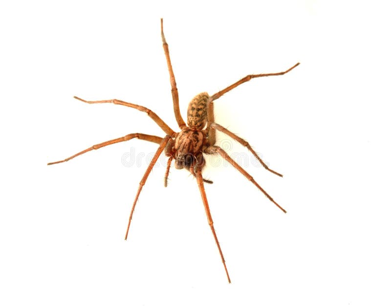 House spider