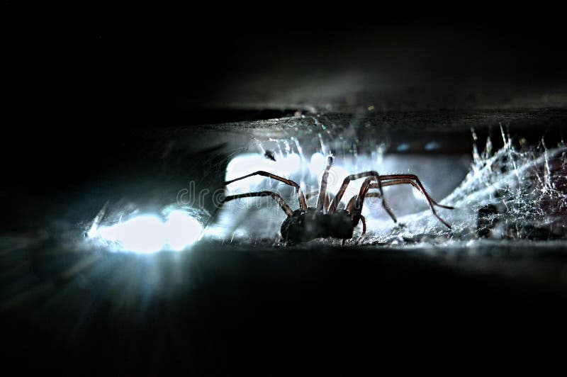 House spider (Tegenaria atrica) in backlight