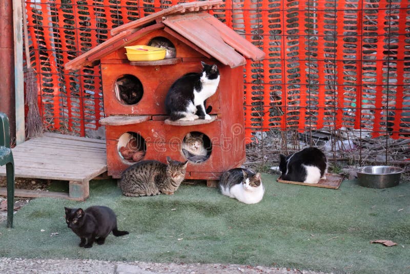 House for Stray Cats Different Scene Stock Image Image of pets, front