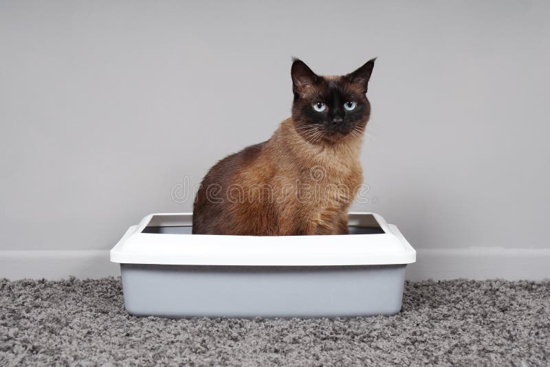 House-trained cat sitting in cat toilet or litter box