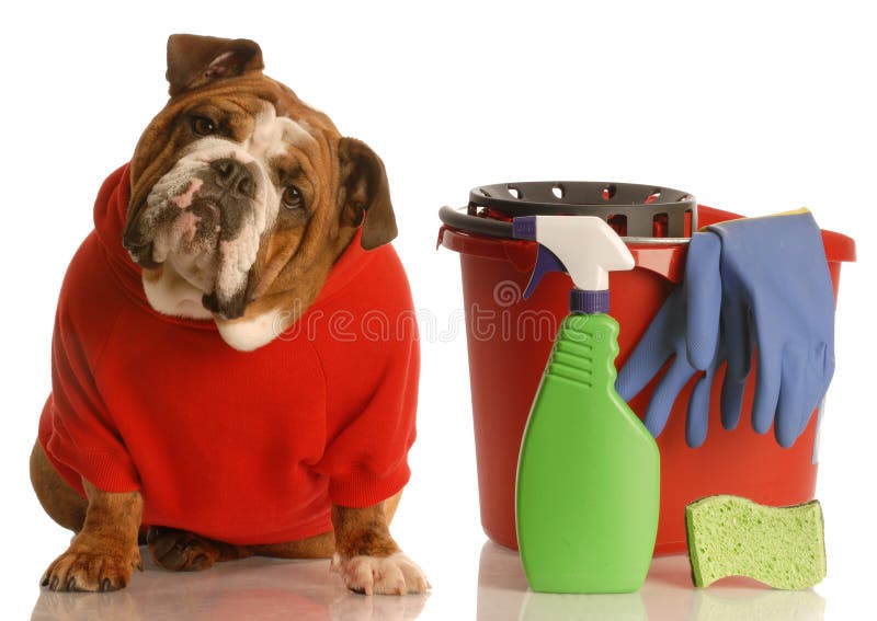 Casa di formazione di un cucciolo di bulldog inglese seduto accanto a secchio di prodotti per la pulizia.