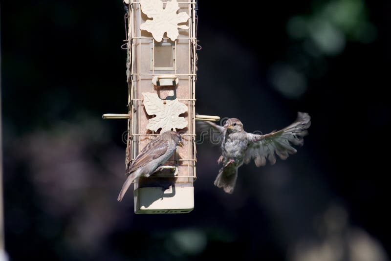 House Wrens at the Bird Feeder Stock Image Image of biology, songbird