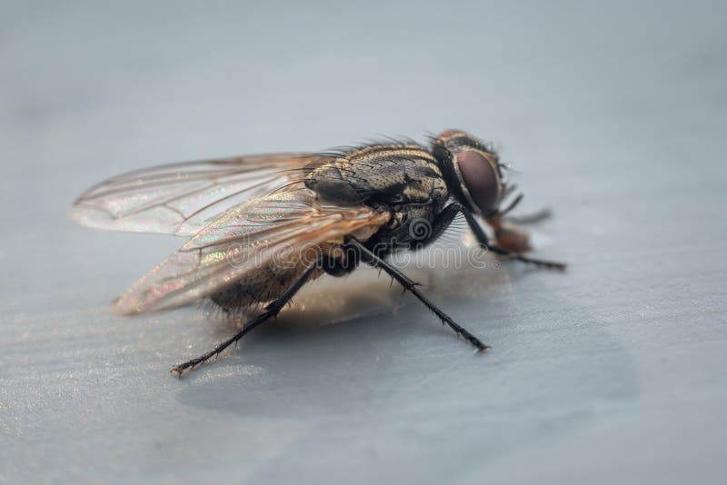 Housefly on a gray background close up