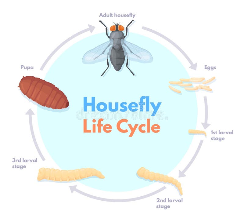 Housefly Life Cycle. Vinegar Houseflies Eggs Transform To Pupa and Fly  Insect, House Flies Pest Macro Biology Science Stock Vector - Illustration  of element, growth: 269777492