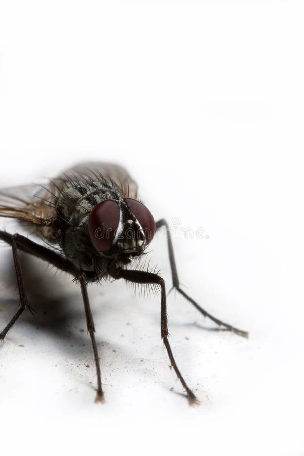 Extreme macro of a housefly in white background. Extreme macro of a housefly in white background