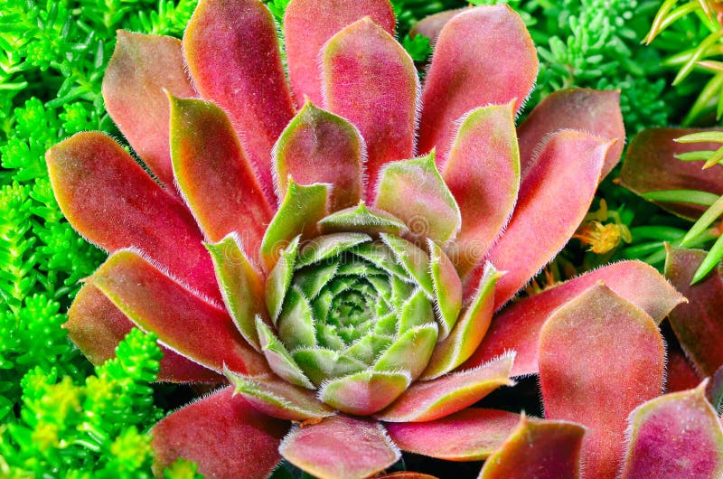 Houseleeks Sempervivum род около 40 видов цветковых растений в семье толстянковые стоковое изображение rf Houseleeks Sempervivum род около 40 видов цветковых растений в семье толстянковые стоковое изображение rf