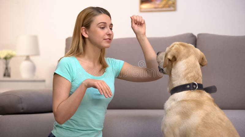 Housepet owner teaching retriever dog performing commands, animal discipline