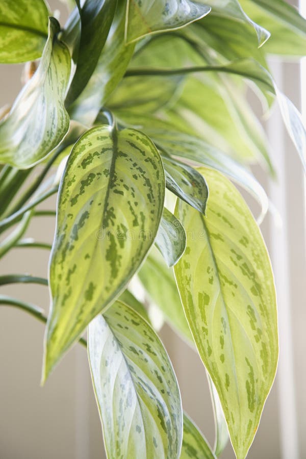 Houseplant. imágenes de archivo libres de regalías Houseplant. imágenes de archivo libres de regalías