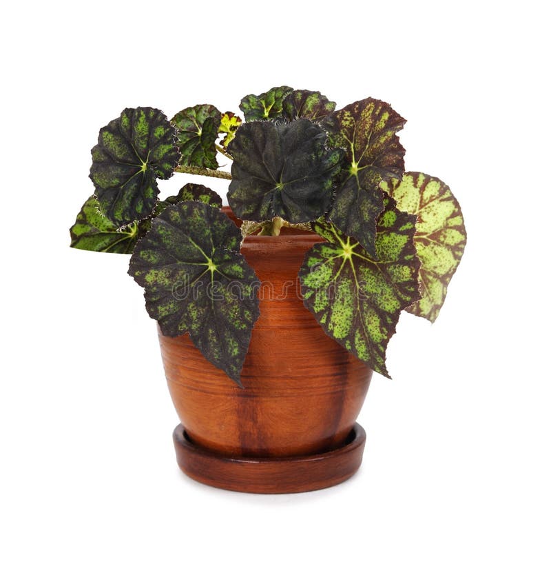 Houseplant begonia in flowerpot