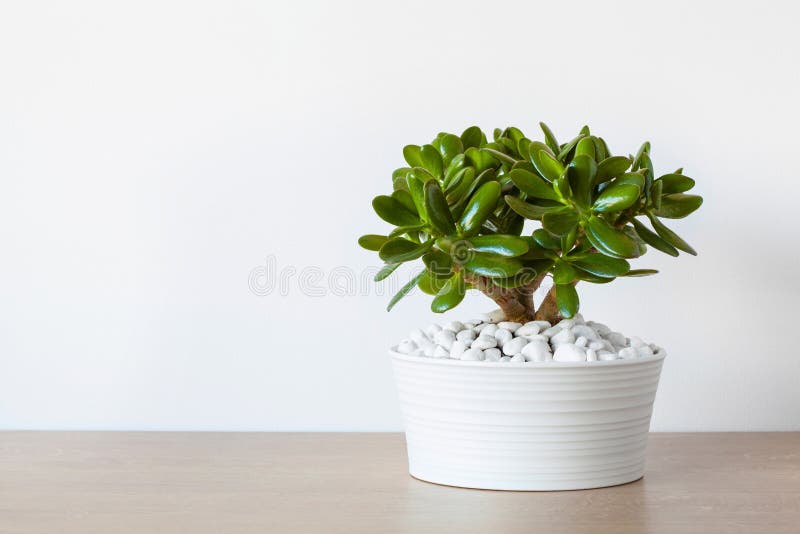 Houseplant Crassula ovata Jadebetriebsgeldbaum im weißen Topf lizenzfreie stockbilder