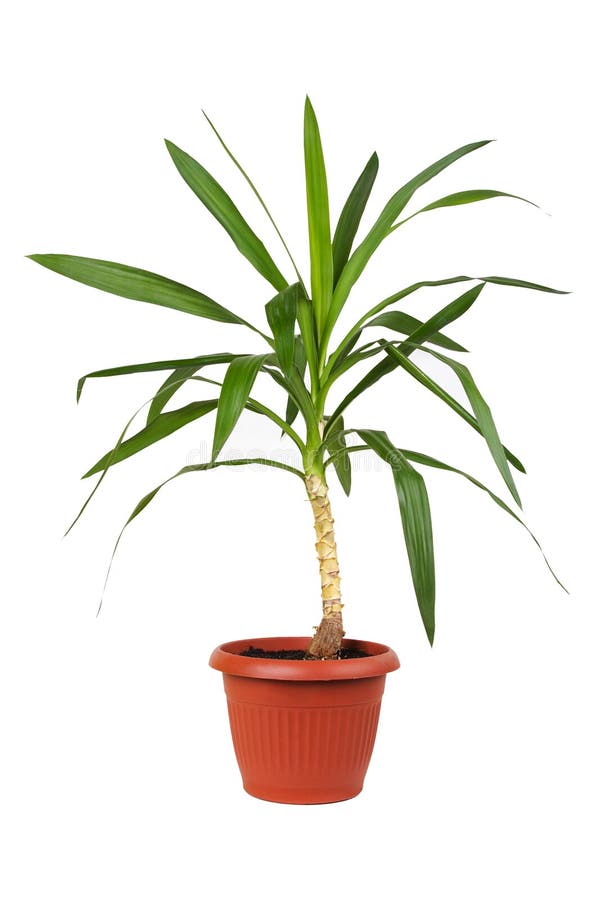 Houseplant dracaena in flowerpot stock images