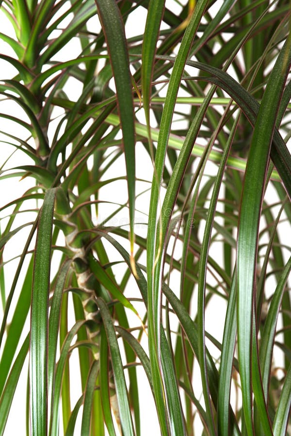 Houseplant dracaena palm, closeup