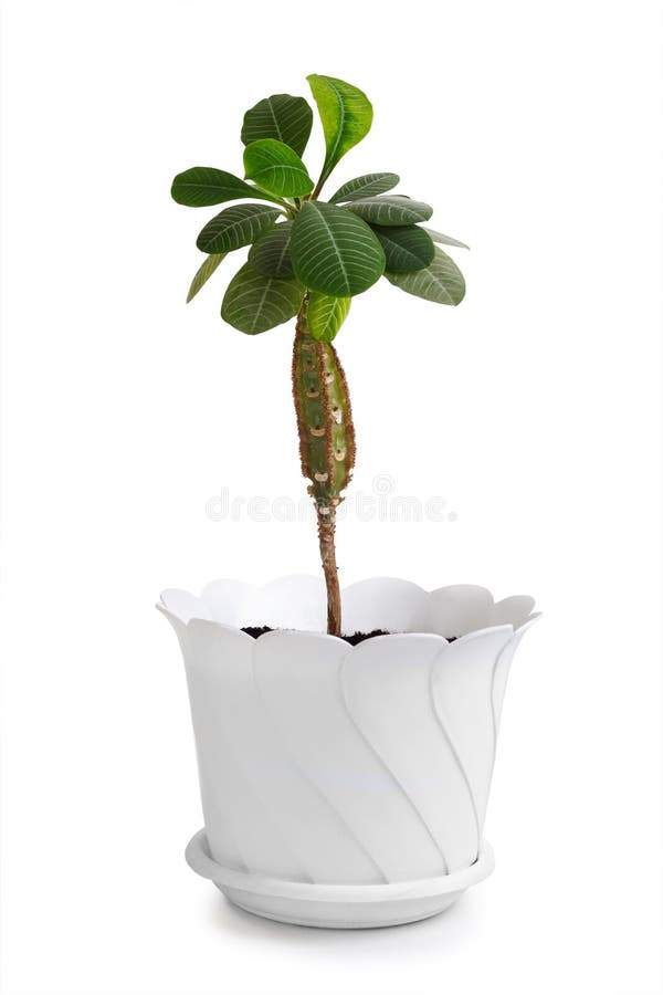 Houseplant euphorbia lophogona in flowerpot