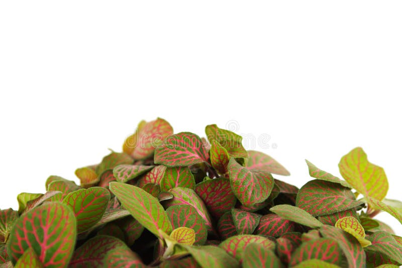 Houseplant fittonia background, closeup