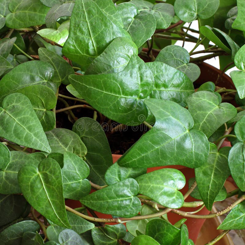 Houseplant i en kruka t?t gr?n v?xt upp arkivfoto Houseplant i en kruka t?t gr?n v?xt upp arkivfoto