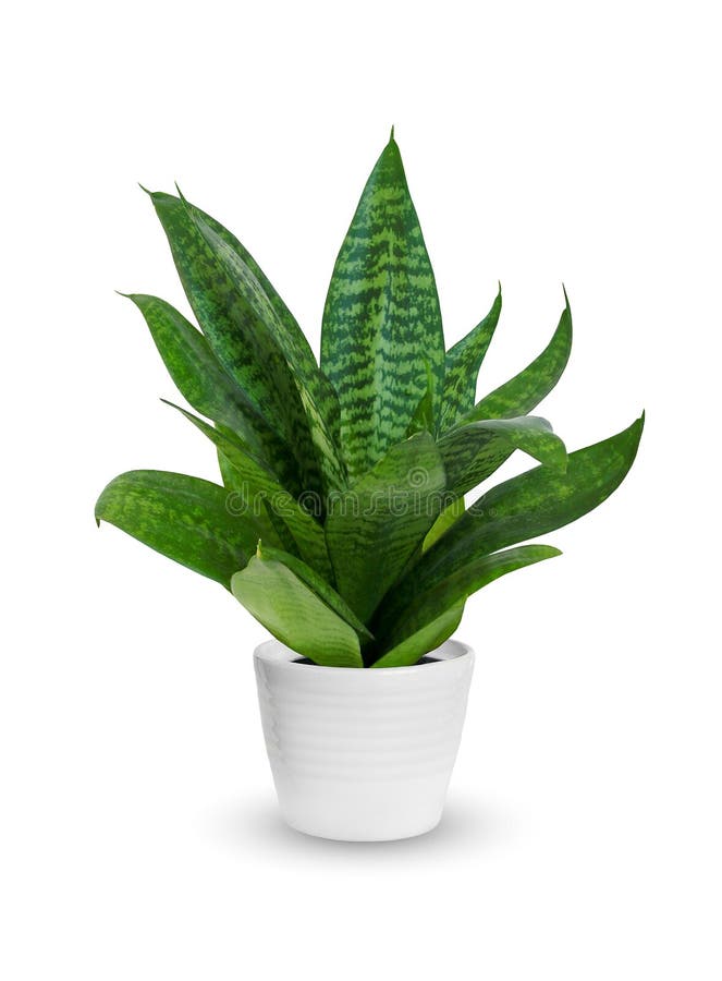 Houseplant - młody Sansevieria doniczkowa roślina nad whit obraz royalty free Houseplant - młody Sansevieria doniczkowa roślina nad whit obraz royalty free
