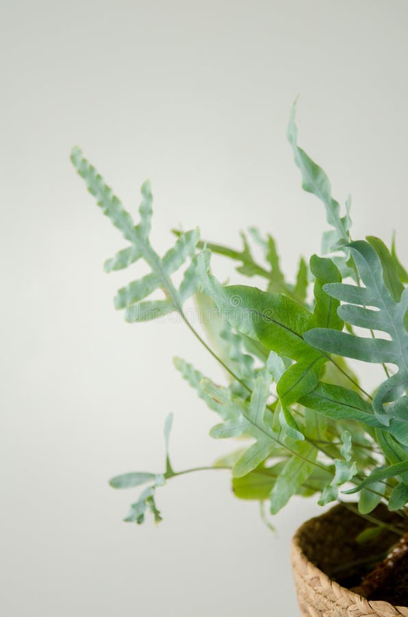 Houseplant phlebodium in a large wicker pot standing on white background, with copyspace royalty free stock photo
