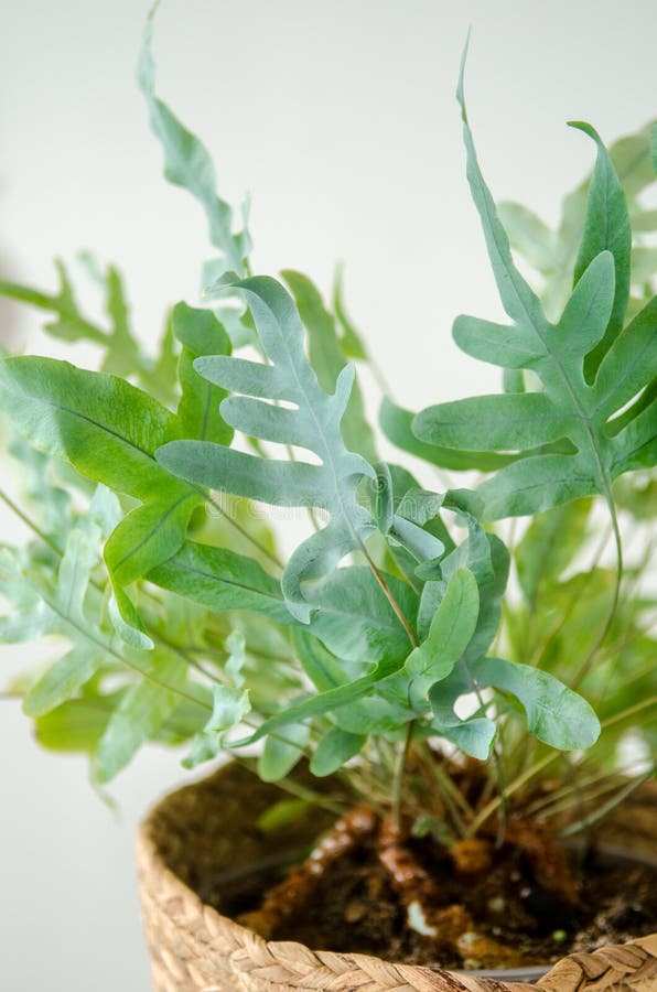 Houseplant phlebodium in a large wicker pot standing on white background, with copyspace royalty free stock photos