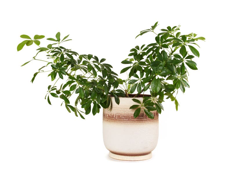 Houseplant schefflera arboricola in flowerpot