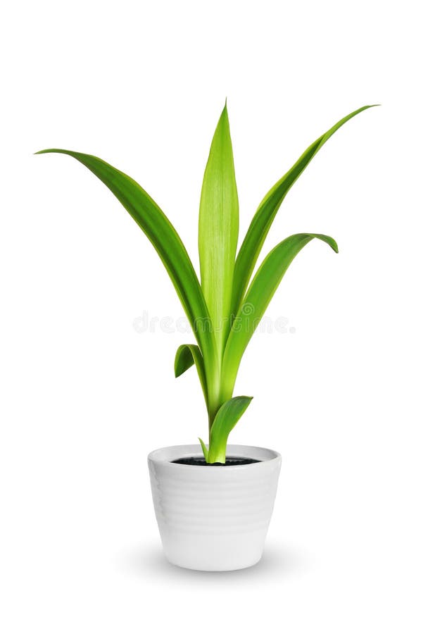 Houseplant - yang sprout of Yucca a potted plant isolated over w