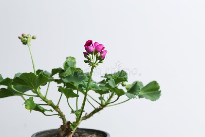 Houseplantgeranium met roze knoppen in een bruine pot royalty-vrije stock afbeeldingen Houseplantgeranium met roze knoppen in een bruine pot royalty-vrije stock afbeeldingen