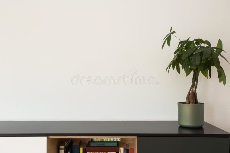 Houseplants and bookshelf near white wall, modern design livingroom royalty free stock photos Houseplants and bookshelf near white wall, modern design livingroom royalty free stock photos