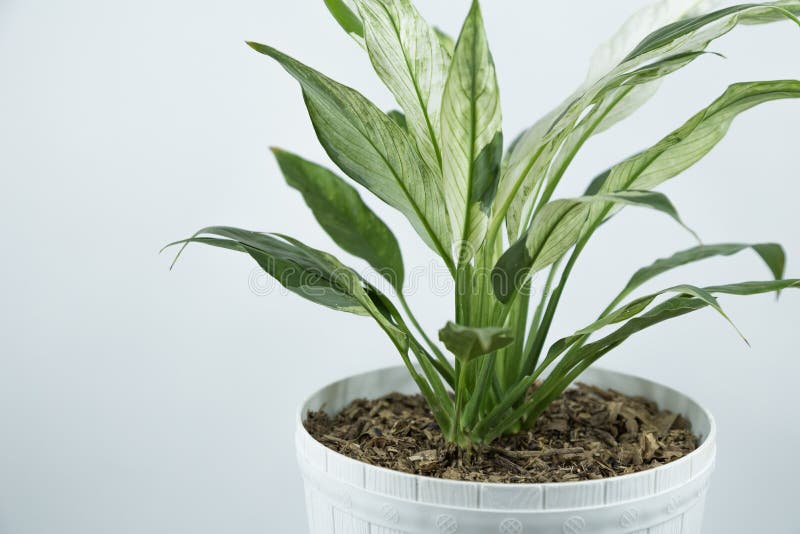 Houseplants en las macetas del blanco en una tabla cerca de la pared blanca brillante imágenes de archivo libres de regalías Houseplants en las macetas del blanco en una tabla cerca de la pared blanca brillante imágenes de archivo libres de regalías
