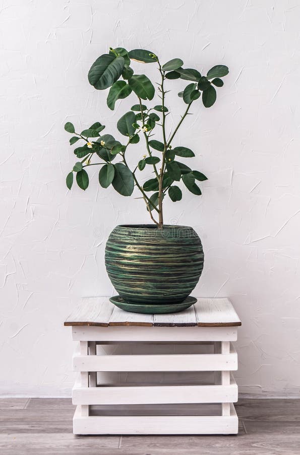 houseplants: kwitnąć cytrynę w zielonym garnku przeciw fotografia royalty free houseplants: kwitnąć cytrynę w zielonym garnku przeciw fotografia royalty free