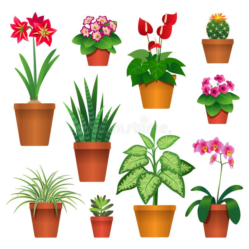 Pin by Наталья Прозорова on цветы Plants, Houseplants, Flowers