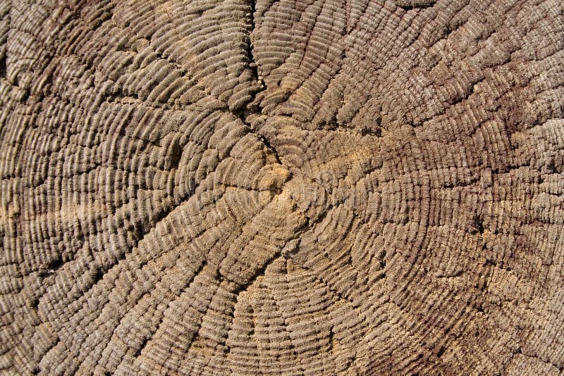 Hout royalty-vrije stock foto Hout royalty-vrije stock foto